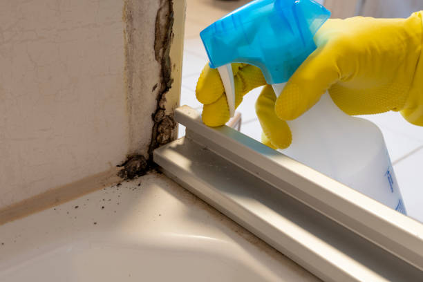 Best Emergency Mold Removal  in Norwood Young America, MN