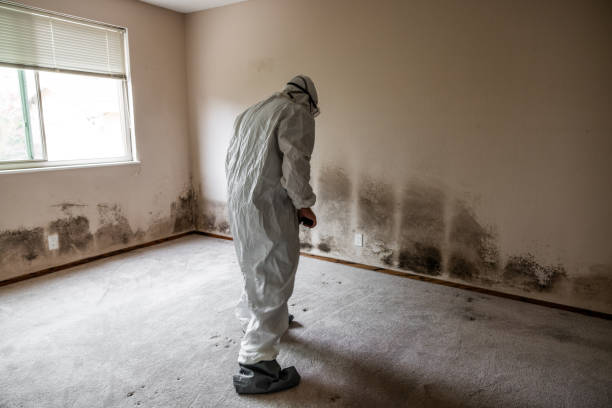 Best Local Mold Removal Service  in Norwood Young America, MN