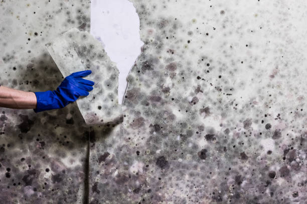 Best Residential Mold Removal  in Norwood Young America, MN