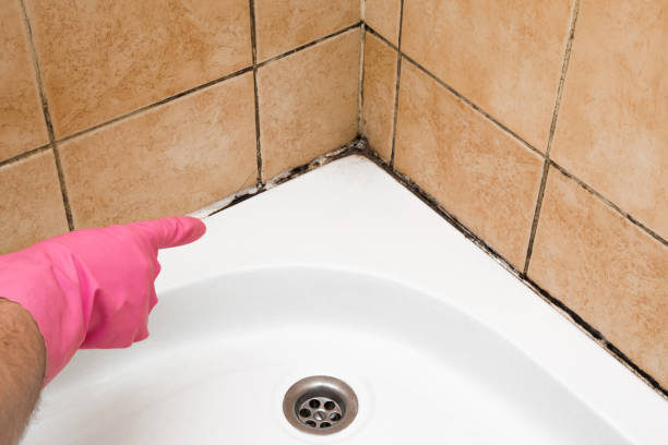 Best Toxic Mold Removal  in Norwood Young America, MN