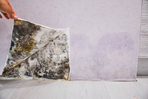 Best Office Mold Removal Services  in Norwood Young America, MN